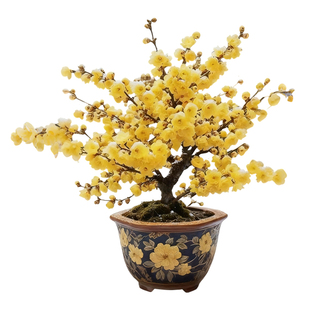 腊梅花盆栽树苗丛生地载庭院风景树耐寒红梅矮化老桩原生素心蜡梅