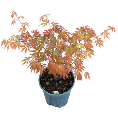 特惠小苗日本枫树盆栽苗庭院阳台