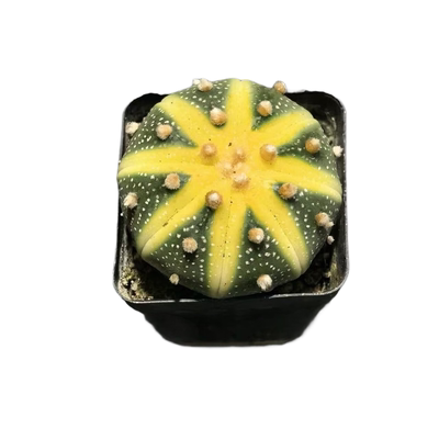 星兜西瓜兜仙人球金钱进兜多肉植物防辐射四季好养耐旱组合套装