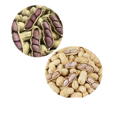 龙岩紫衣湿烤花生带壳熟福建特产