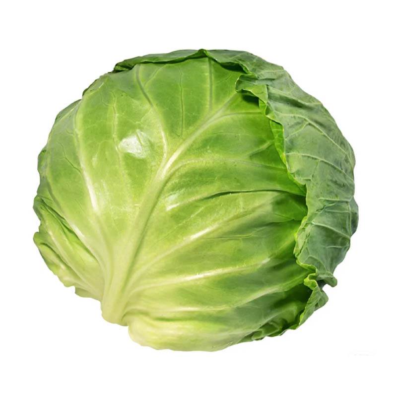 寿光绿甘蓝苗秧带土球耐热耐寒绿紫包菜卷心菜花菜种子四季盆栽院