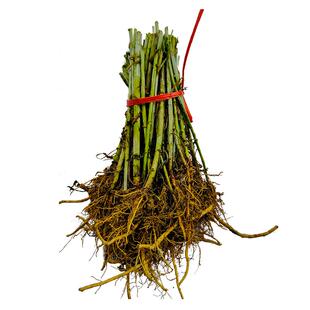 湖北蕲春九尖蕲艾艾草种植艾苗大叶艾叶种子种苗艾灸贡艾根苗驱蚊