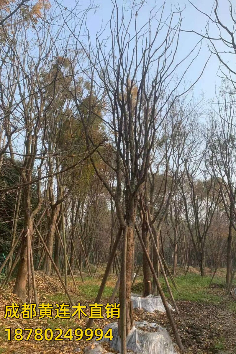 新款黄连木树苗行道树盆栽公园庭院园林大乔绿化风景树成都黄连款