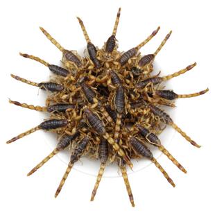 油炸蝎子食用大活蝎子小吃开袋即食昆虫美食拍下默认同意现炸现发