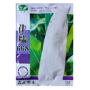 佳糯668白甜糯玉米种子早熟抗病鲜食甜糯大棒高产国审玉米种籽