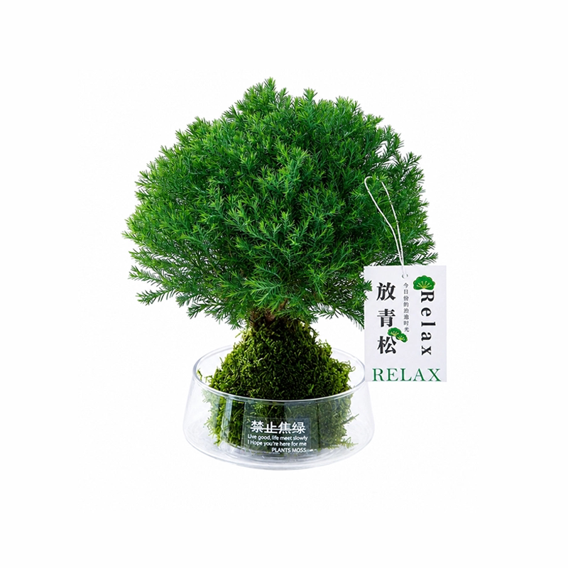 盆栽苔藓球水培植物桌面绿植禁止焦绿办公室雾凇办公桌神器室内