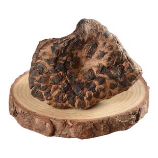 云南野生黑虎掌菌干货野生菌菌类特产虎掌菇食用蘑菇煲汤