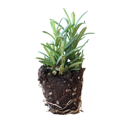 薄荷百里香迷迭香食用观赏小苗