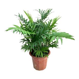 大袖珍椰子盆栽凤尾竹室内外客厅阳台花卉净化空气易养护四季常青