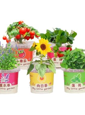 幼儿园种植小盆栽向日葵