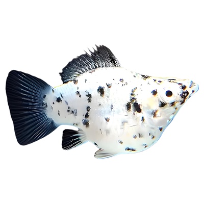 芝麻玛丽球熊猫球熊猫鱼