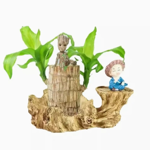 巴西木水养幸运木开花格鲁特小树人盆栽室内桌面水培绿植物小盆栽