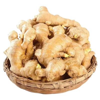山东大姜现挖山东生姜自种老姜碎姜新鲜黄姜干姜姜块农家自种