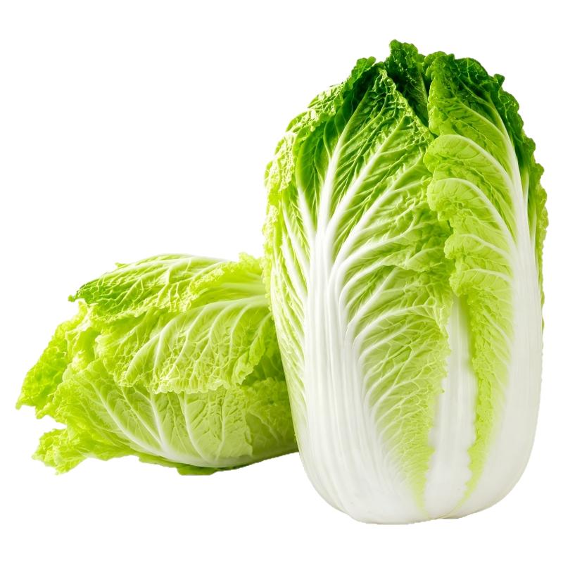 早熟5号白菜种子耐热高产包心