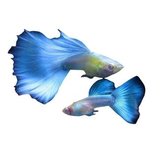 天空蓝白孔雀鱼热带观赏鱼活体练手入门凤尾鱼淡水好养耐活小型鱼