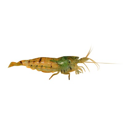 大河藻虾工具除藻干活大和藻虾