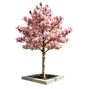 玉兰花树苗带花苞室内外庭院绿化植物耐寒耐热广玉兰四季开花卉