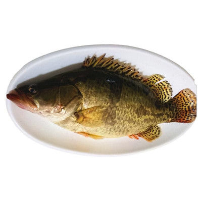 新鲜鳜鱼桂花鱼黑龙江特产