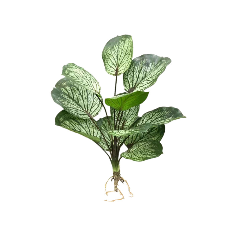 高仿真竹芋叶 彩色芋带根绿植热带雨林装饰 手感过胶把束叶子新款