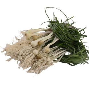 野葱新鲜3斤现挖小胡葱小香葱苦蒜沙葱带叶带须农家野菜薤白包邮
