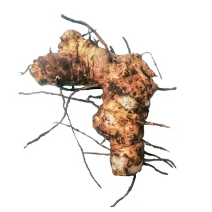 黄精新鲜深山老虎姜黄金鸡头重庆现挖现发药材农产品1斤包邮