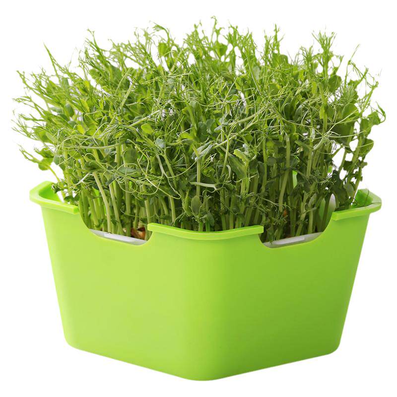 小麦种豆芽发芽盆无水培蔬菜土栽培蔬菜设备豆苗家庭种植盘育苗盘