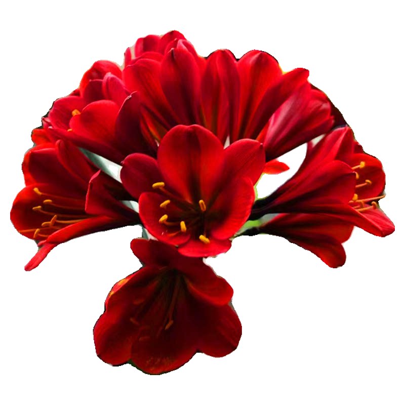 长春精品奇异君子兰异花黑金刚油匠麻脸短叶小苗绿植花卉盆栽客厅