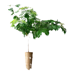 凤凰木树苗红花楹绿化植物金凤花大树名贵风景树庭院四季常绿盆栽