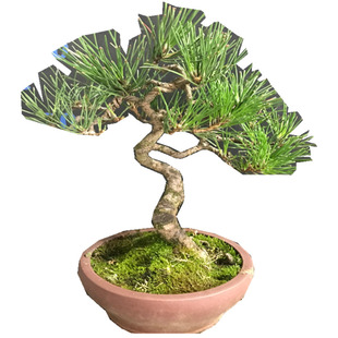 一图一拍老盆黑松盆景阳台庭院客厅造型盆栽老桩迎客松四季常青树