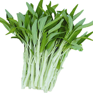 白梗柳叶空心菜种子蕹菜种籽通心菜籽种白骨泰国小叶通菜蔬菜种籽