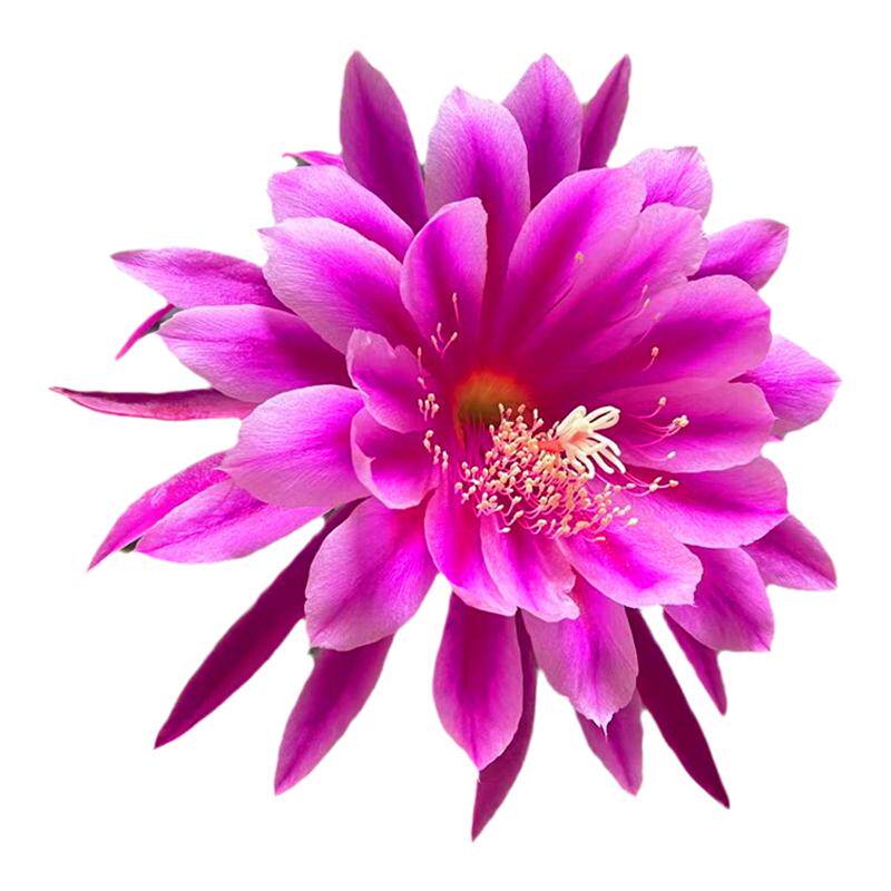 令箭荷花苗昙花盆栽植物室内花卉