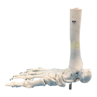 脚关节模型脚骨模型脚部骨骼构造模型足部踝关节腓骨趾骨结构教学