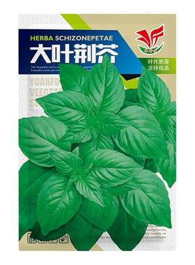河南荆芥正宗大叶好吃