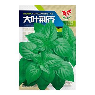 荆芥种子大叶河南罗勒种孑春秋菜籽种大全四季苋菜汉菜种籽蔬菜种