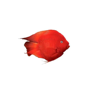 发财鱼鹦鹉鱼血鹦鹉元宝鹦鹉财神鱼 热带鱼活体鱼大型水族宠物鱼