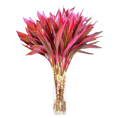 【鸿运当头】紫竹水培植物客厅养