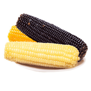 析芮东北有机甜糯玉米棒真空白玉米糯玉米新鲜糯玉米粒粗粮代餐