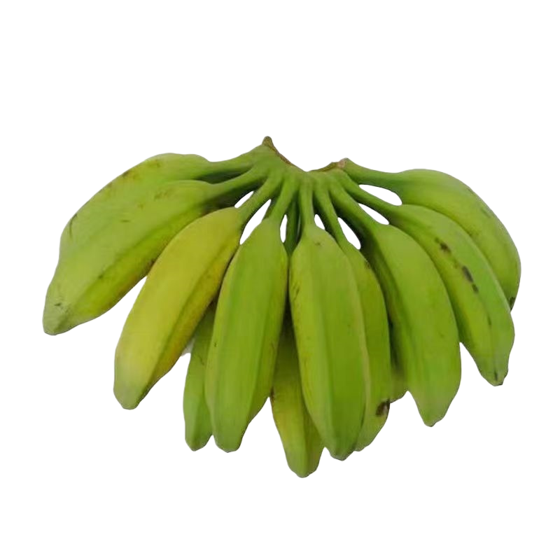 正宗西贡蕉粉蕉现砍蕉中贵族