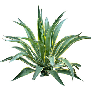 金叶子仙人科龙舌兰金琥球沙漠多肉植物耐晒干旱花园庭院造景盆栽