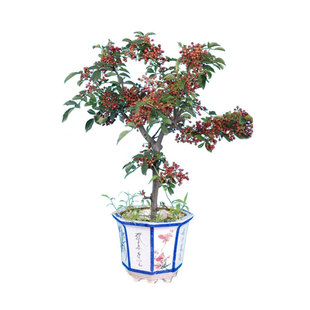 大红袍花椒苗树四川无刺新鲜食用藤椒麻椒南北方种植盆栽庭院地栽