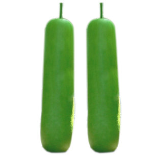 利农杂交5号瓠瓜种子 高产早熟瓠子瓠子瓜种籽耐寒耐热蒲瓜孑瓜苗