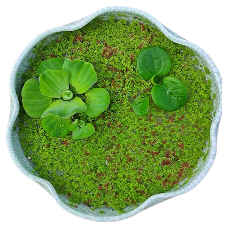 满江红珊瑚植物浮萍净化水水草