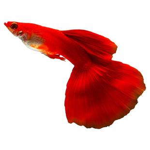 孔雀鱼活体鱼苗观赏鱼小鱼金鱼热带淡水好养耐活斑马鱼缸小型凤尾