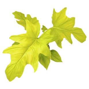 黄金春雨瓦塞维奇蔓绿绒撕裂春羽赛洛姆瓦萨维奇热带稀有植物盆栽