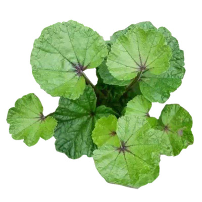 糯米冬寒菜种子苗四季蔬菜