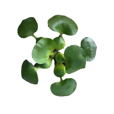 沼泽过滤植物养乌龟净水自由选配