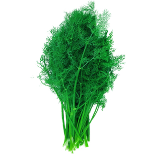 小茴香苗树种子 子籽香料菜四季秋季阳台盆栽种植蔬菜种籽孑大全