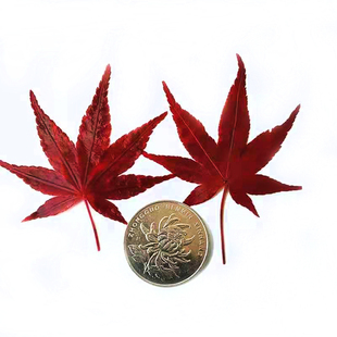 新鲜红枫叶(约30片真空袋装) 酒店日料料理摆盘装饰花草叶点缀