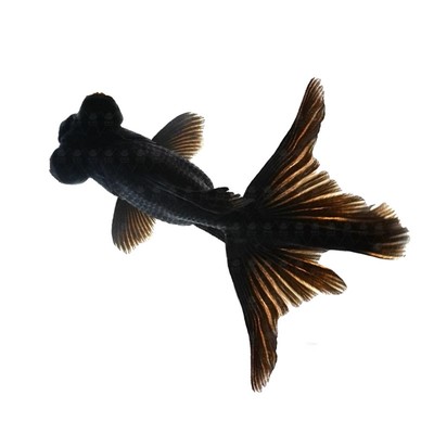 冷水观赏鱼狮子头黑龙睛丹顶红国狮好养金鱼金鱼苗活体淡水小型鱼