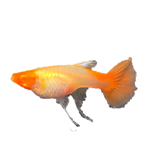 缎带鸿运当头孔雀鱼包免邮红头色热带淡水观赏胎生鱼下崽狂魔孕母